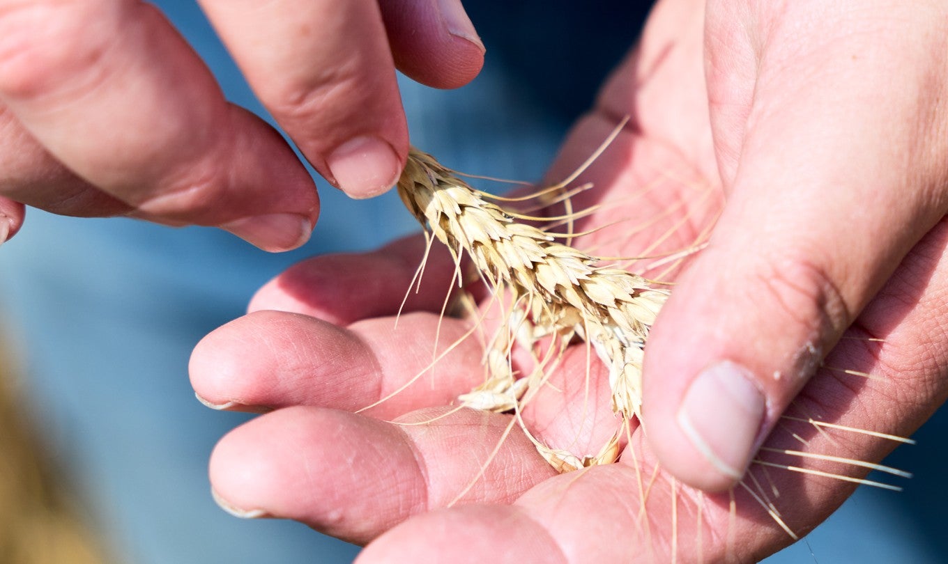 A farmer holding a piece of wheat
